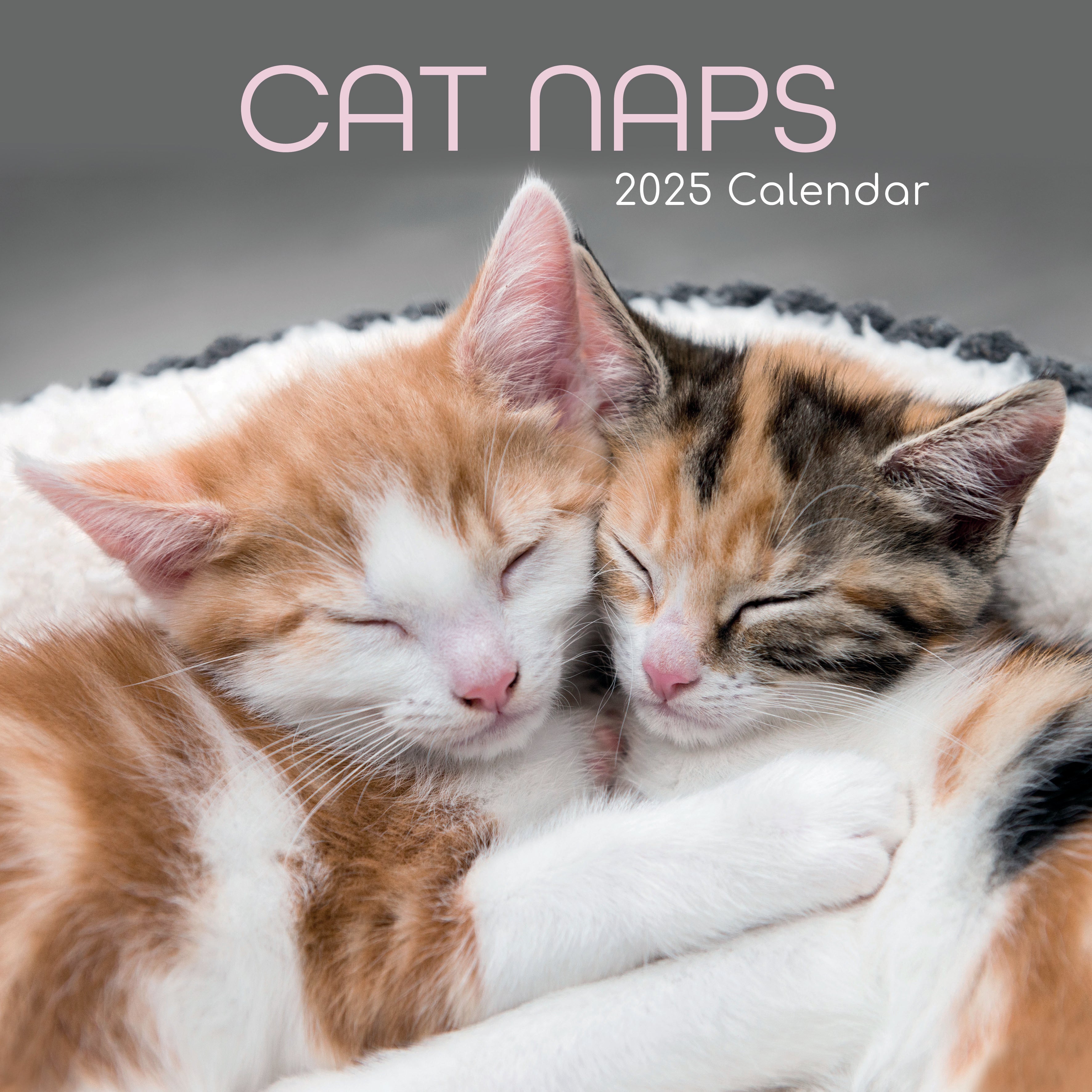 Animal Charity Cat Naps 2025 Calendar National Animal Welfare Trust