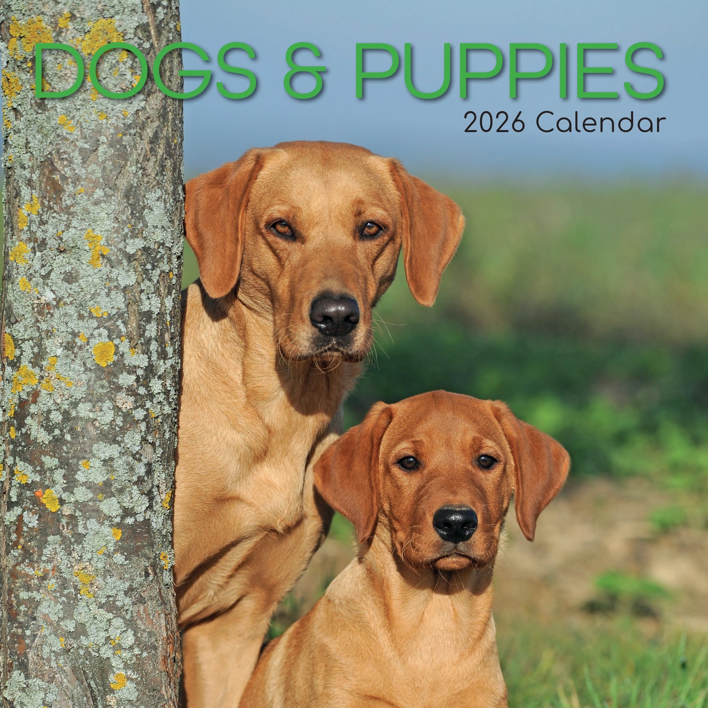 Dogs And Puppies 2026 Calendar