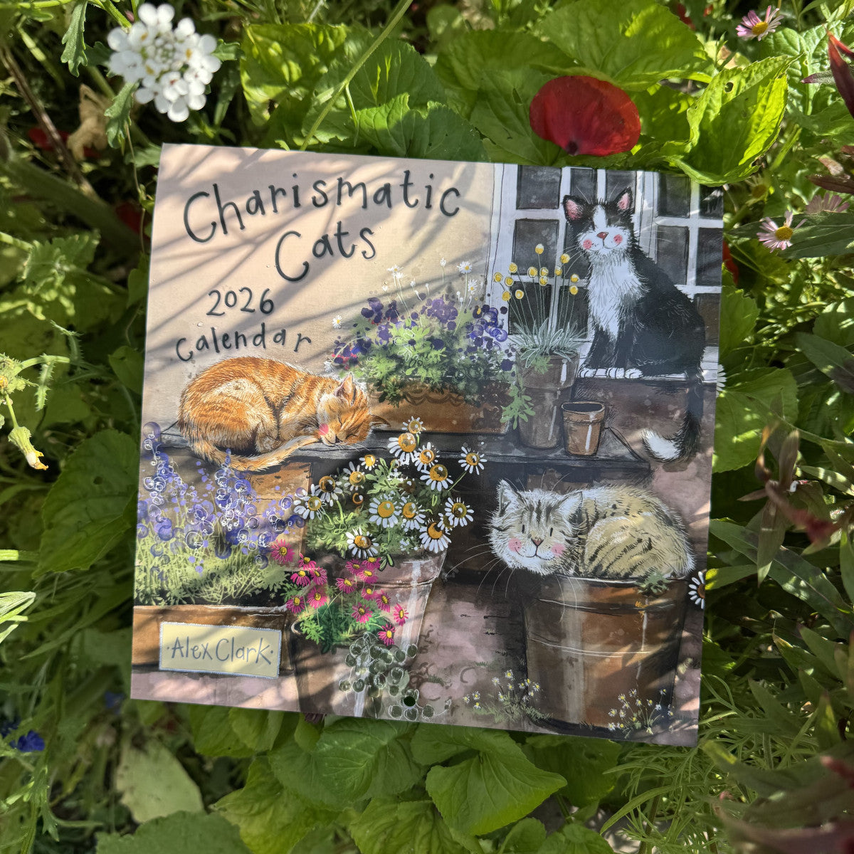 Charismatic Cats 2026 Calendar - by Alex Clark