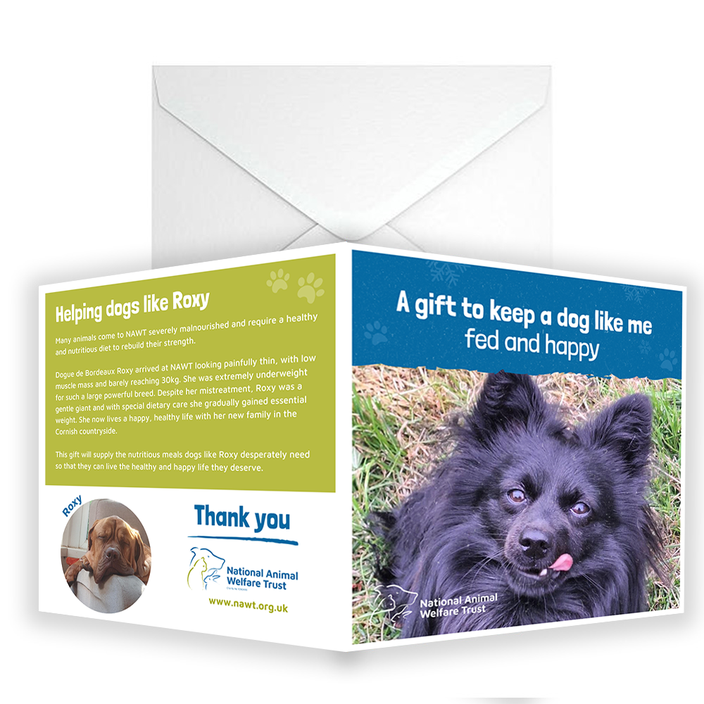 £5 Christmas Gift Donation Card - Keep a Dog Fed and Happy