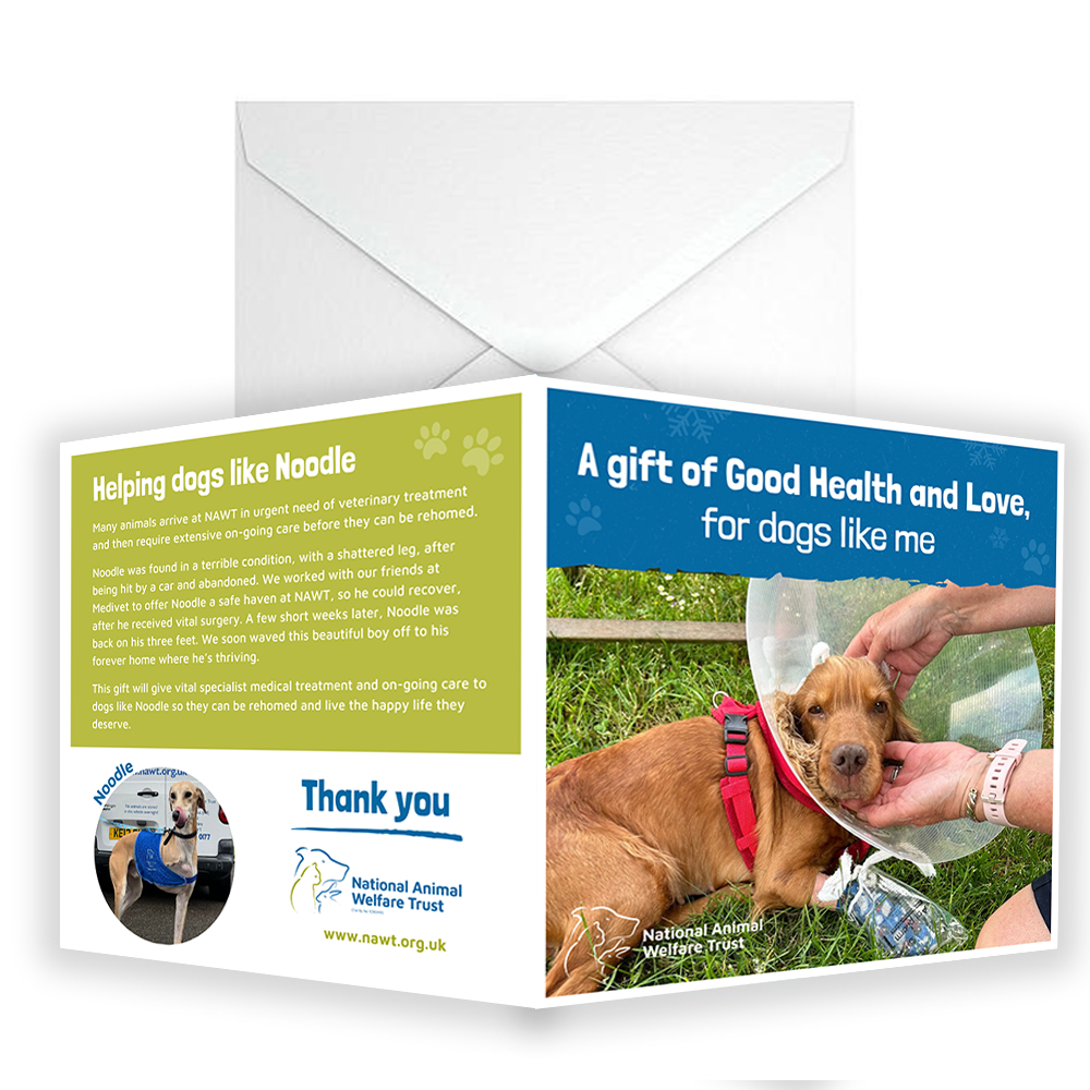 £15 Christmas Gift Donation Card - Keep a Dog Healthy & Loved