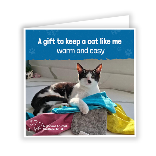 £10 Christmas Gift Donation Card - Keep a Cat Warm and Cosy