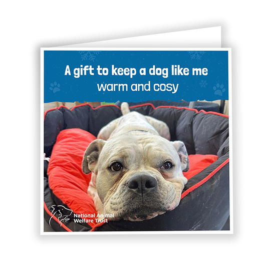 £10 Christmas Gift Donation Card - Keep a Dog Warm & Cosy