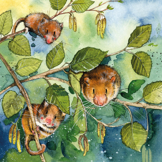Dormice greeting card  - by Alex Clark