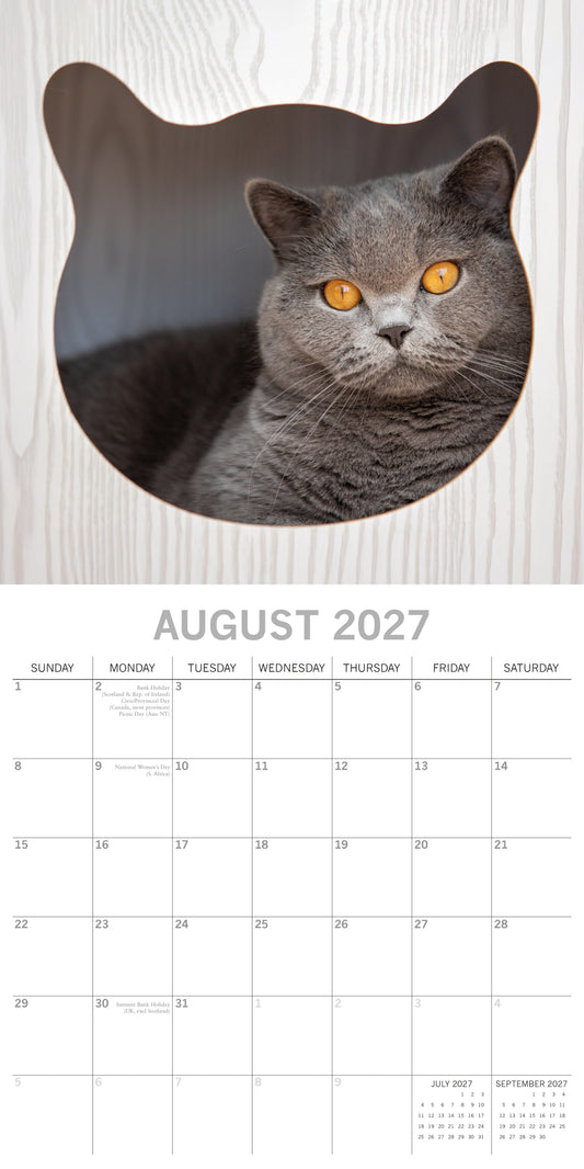 Cats 2027 Square Calendar