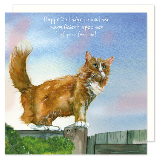 Ginger Cat 'Purrfection' Birthday Card - by Little Dog Laughed