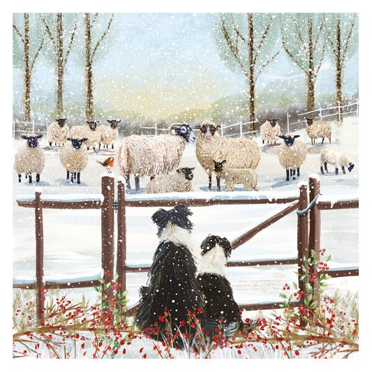 Christmas Cards Pack of 10 - Watching The Flock