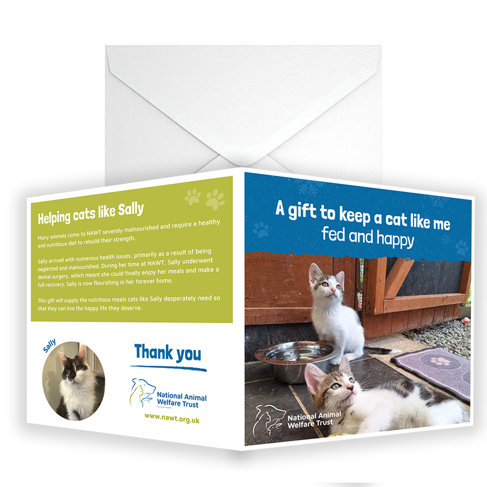 £5 Christmas Gift Donation Card - Keep a Cat Nourished and Happy