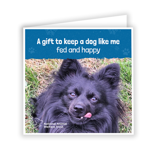 £5 Christmas Gift Donation Card - Keep a Dog Fed and Happy