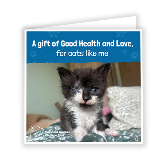 £15 Christmas Gift Donation Card - Keep a Cat Healthy & Loved
