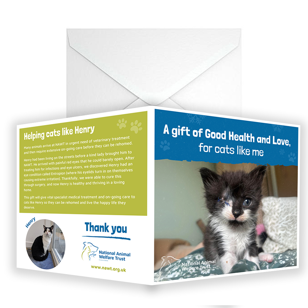 £15 Christmas Gift Donation Card - Keep a Cat Healthy & Loved