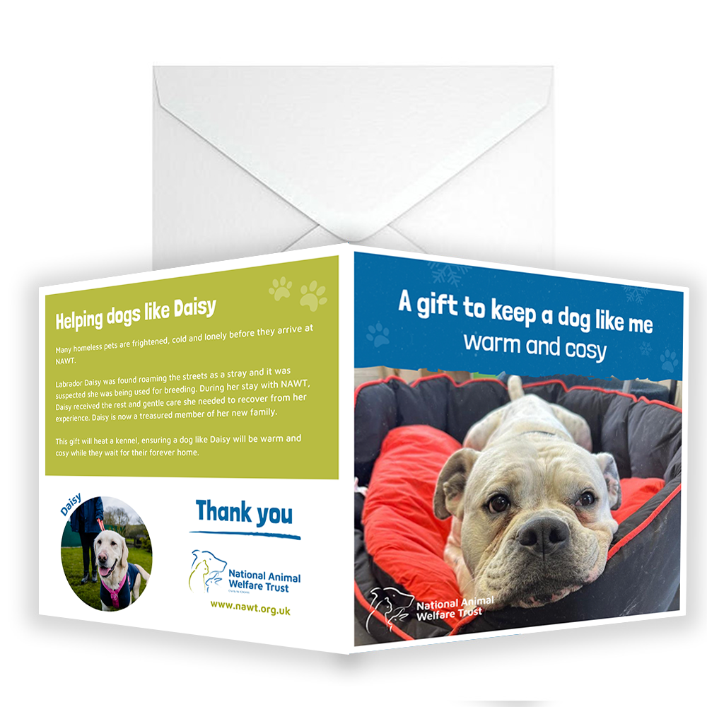 £10 Christmas Gift Donation Card - Keep a Dog Warm & Cosy